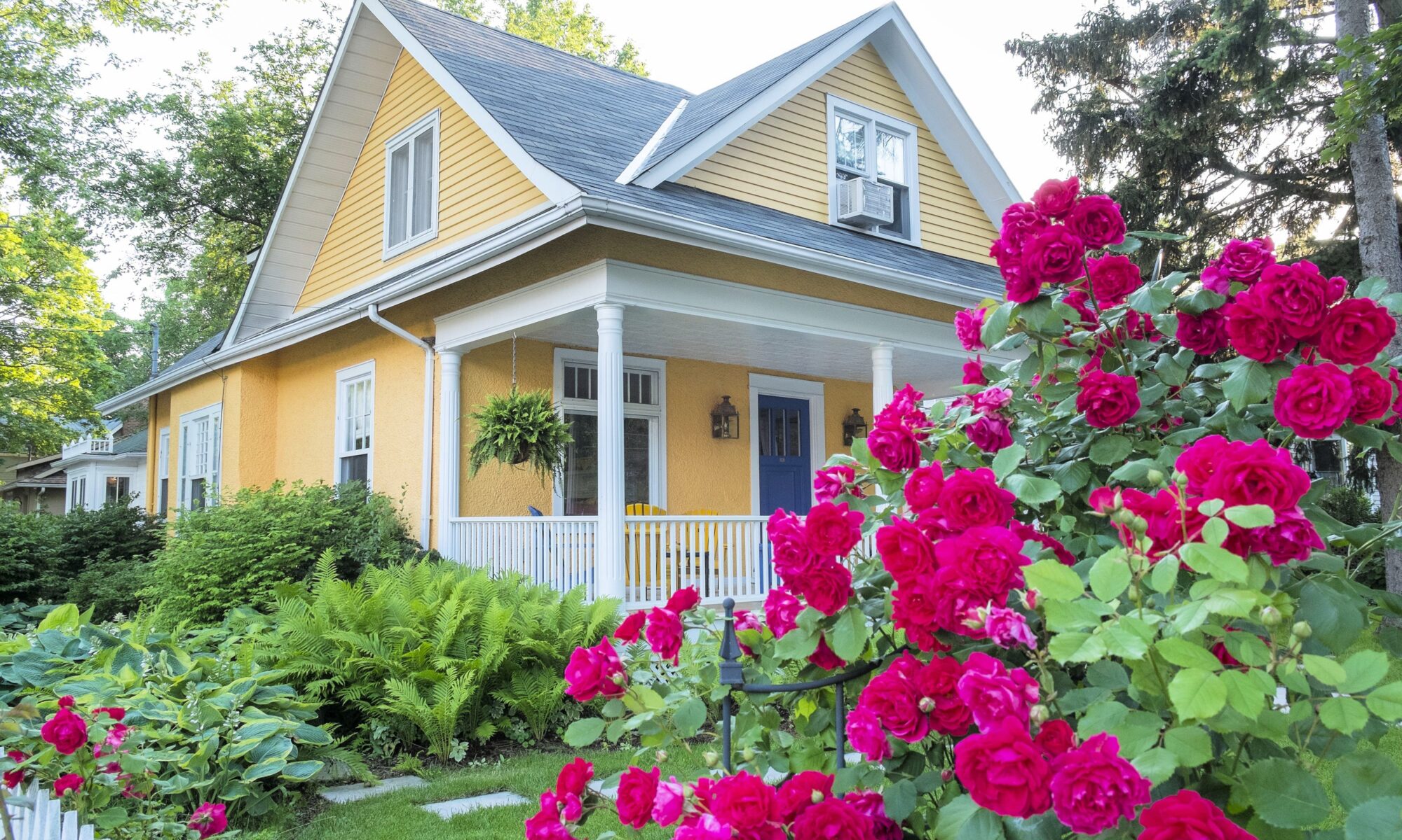House with blooming rose bush
